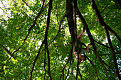 A man rests in a tree in the city USA