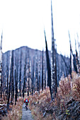 A athletic man mountain biking through a burnt forest in the fall in Montana., Bozeman, Montana, USA