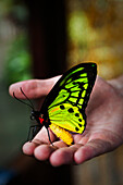 A man holding a huge butterfly in his hand in Bali, Indonesia., Ubud, Bali, Indonesia