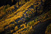 Fall season in Maroon Bells State Park, Colorado., Colorado, USA