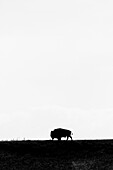 An American Bison (Bison bison) roams the plans of The Hayden Valley in Yellowstone National Park, near Canyon Village, Wyoming., Yellowstone, Wyoming, USA