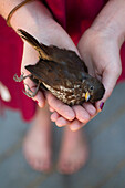 Young woman holds a dead bird that ran into window., Moab, Utah, USA