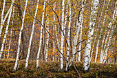 White Birch trees and Sugar Maple trees in the Fall in Westminster, Vermont., Westminster, Vermont, USA