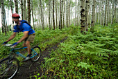 Man mountain biking through aspen forest, Redstone, Colorado (blurred motion) Redstone, Colorado, USA
