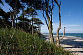 Trees on the beach, Ahrenshoop, Fischland-Darss-Zingst, Mecklenburg-Vorpommern, Germany