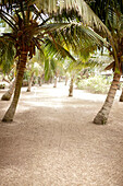 Palmenweg, Auberge de Grand Popo, Grand-Popo, Mono, Benin