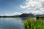 Yellow Iris, lat. Iris pseudacorus, Lago di Piediluco, Franziskus von Assisi, Via Francigena di San Francesco, Franziskusweg, Provinz Terni, Umbrien, Italien, Europa