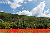 Poppy field in the valley of the Nera river, Vallo di Nera, Valnerina, St. Francis of Assisi, Via Francigena di San Francesco, St. Francis Way, province of Terni, Umbria, Italy, Europe