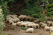 Flock of sheep, near Orvieto, province of Terni, Umbria, Italy, Europe