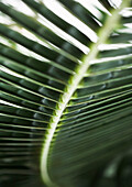 Close up green of plant leaf, Hana, Hawaii, United States