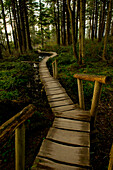 Wooden walkway through forest, Neah Bay, Washington, United States