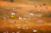 Flock of sanderlings flying through the air, Salmon Creek, CA, USA