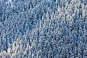 Snow covered forest trees, Highland, Utah, USA