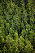 Trees in forest, Neuchatel, Neuchatel, Switzerland