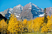 Snowy mountains and yellow trees, Aspen, Colorado, USA