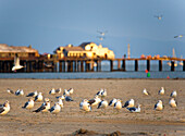 Seagulls on Beach, Santa Barbara, California, USA
