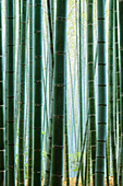 Detail of Bamboo in a Forest, Kyoto, Japan