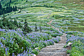 Wild flowers on the slopes of the Skyline Trail walking path in Mount Rainer national park, Mount Rainier, Washington, USA