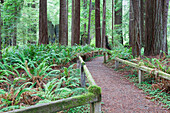 Walking trail through The Redwood National Park, in California, California, USA