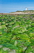 Algae covering rocks at beach, Waipapa, Catlins, New Zealand, Waipapa, Catlins, New Zeland