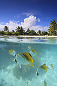 Colorful fish swimming in tropical water, Bora Bora, French Polynesia, Bora Bora, Bora Bora, French Polynesia