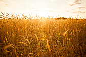 Tall stalks of wheat in crop field