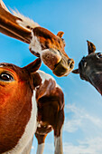 Close up of horses against blue sky