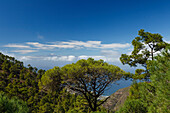 Blick vom Tamadaba Kiefernwald zum Teide Vulkankrater mit Schnee, kanarische Kiefern, Strand von El Risco, Naturschutzgebiet, Naturpark Tamadaba, UNESCO Biosphärenreservat, Westküste, Gran Canaria, Kanarische Inseln, Spanien, Europa