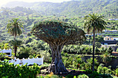 Drachenbaum Drago Milenario, Icod de los Vinos, Teneriffa, Kanarische Inseln, Spanien