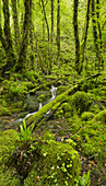 grüner Wald nahe Arbois, Jura, Frankreich