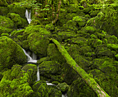 Moss covered stone near Arbois, Jura, France