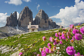 Kapelle, Drei Zinnen, Tre Cime di Lavaredo, Blumen, Südtirol, Dolomiten, Italien