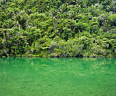 Pororari River, Paparoa National Park, West Coast, South Island, New Zealand