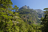 Mount Talbot, Wald, Fiordland Nationalpark, Southland, Südinsel, Neuseeland