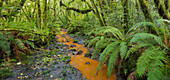 Forest with ferns and stream, Fiordland National park, Southland, South Island, New Zealand
