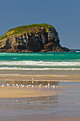 Seagulls on the beach, Tautuku Bay, Catlins, Otago, South Island, New Zealand