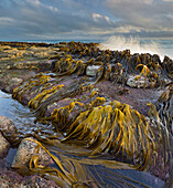 Seetang, Waipapa Küste, Catlins, Southland, Südinsel, Neuseeland