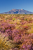 Mount Ruapehu, blühende Heidekräuter (Ericaceae), Tongariro Nationalpark, Manawatu-Manganui, Nordinsel, Neuseeland