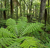 Ferns, Whirinaki Forest Park, Bay of Plenty, North Island, New Zealand