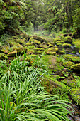 Regenwald, Omanawa Gorge, Bay of Plenty, Nordinsel, Neuseeland