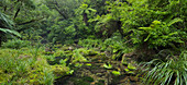 Rainforest, Omanawa Gorge, Bay of Plenty, North Island, New Zealand