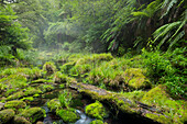 Regenwald, Omanawa Gorge, Bay of Plenty, Nordinsel, Neuseeland