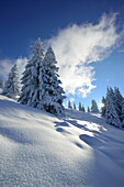 Schneebedeckte Nadelbäume, Bayerische Alpen, Oberbayern, Bayern, Deutschland