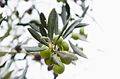 olives, Laigueglia, Province of Savona, Riviera di Ponente, Liguria, Italy