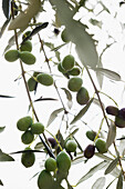 Olives, Laigueglia, Province of Savona, Riviera di Ponente, Liguria, Italy