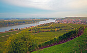 View across vineyards, St. Kilian's church and the river Rhine at Nierstein, Oberrhein, Upper Rhine, Rhineland - Palatinate, Germany, Europe