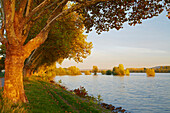 Sonnenuntergang am Rhein bei Geisenheim, Mittelrhein, Hessen, Deutschland, Europa