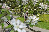 Junge Frau fährt Rennrad auf einer Landstraße mit blühenen Apfelbäumen, Samerberg, Oberbayern, Bayern, Deutschland