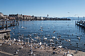 Schwäne und Seevögel am Zürichsee, Bürkliplatz, Zürich, Schweiz