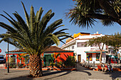 Plaza Ramon j. Figueroa, Dorfplatz mit Palme, Valle de Guerra, Dorf bei Tacoronte, Teneriffa, Kanarische Inseln, Spanien, Europa